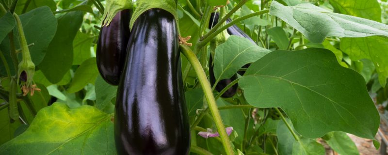 17 Eggplant